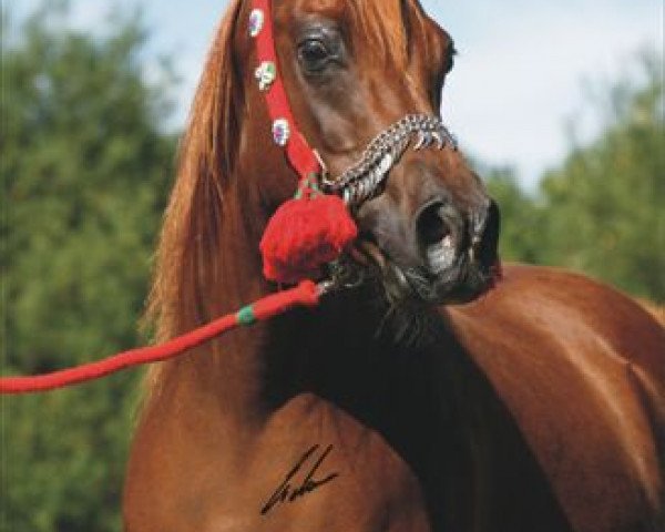 broodmare Saada II ox (Arabian thoroughbred, 1997, from Masri El Salaam EAO)