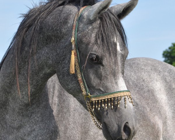 horse Natal EAO (Arabian thoroughbred, 2010, from Authentic Dahman EAO)