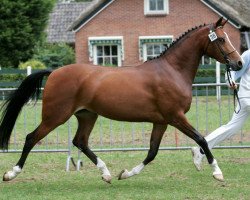 broodmare Ilonka van de Steegeind (Nederlands Rijpaarden en Pony, 2000, from Isarco)