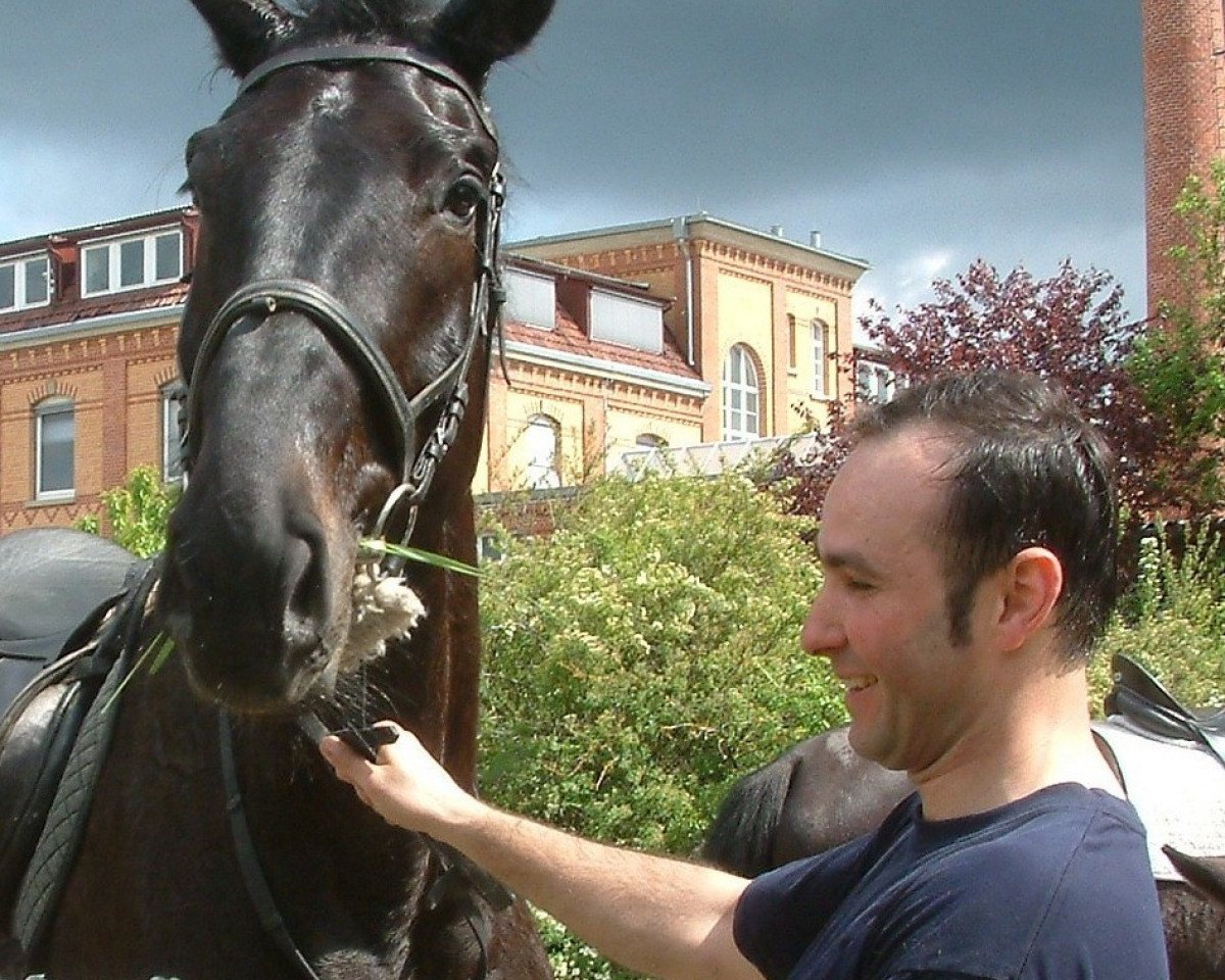 horse Darco (Belgian Warmblood, 2002, from Darco)