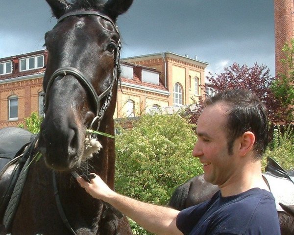 horse Darco (Belgian Warmblood, 2002, from Darco)