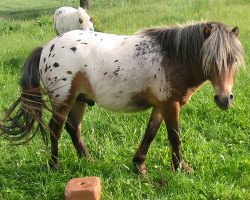 Deckhengst Pietje van Stal't Hofke (Dt.Part-bred Shetland Pony, 2005, von Rocky van de Hoeve)