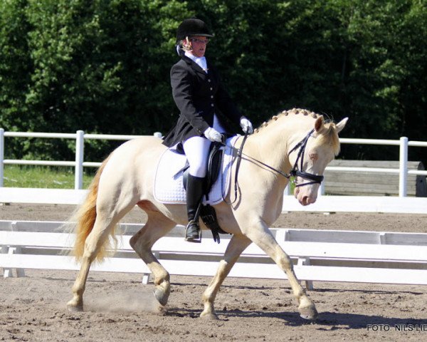 stallion Little Big Man (Swedish Riding Pony, 1998, from Robin Hood)