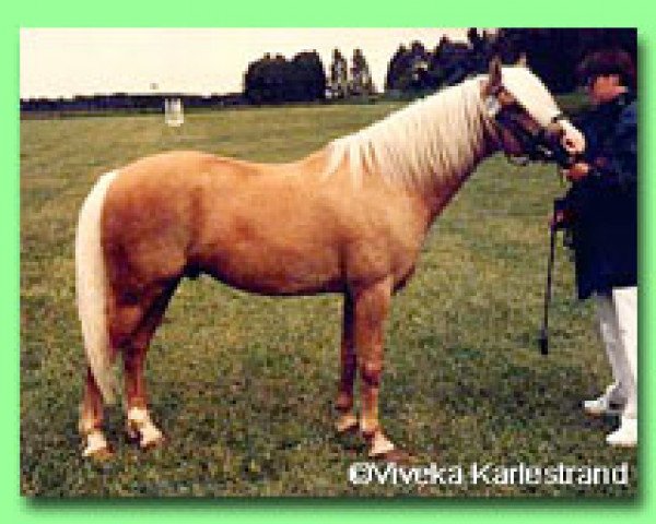 stallion Candide (Welsh-Pony (Section B), 1982, from Cawdor Hywel)