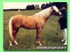 stallion Candide (Welsh-Pony (Section B), 1982, from Cawdor Hywel)