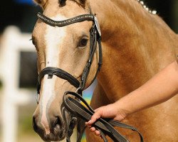 Zuchtstute FS De la Luna (Deutsches Reitpony, 2007, von Dior)