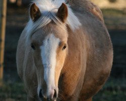 dressage horse Oh Jambo Jambo (Welsh Partbred, 2012, from Fs Coco Jambo)