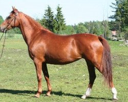 broodmare Dorina (German Riding Pony, 1999, from Dornik B)