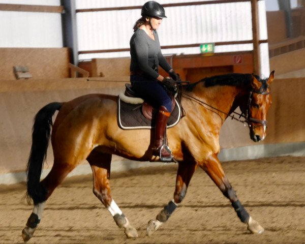 dressage horse Giorgio 97 (Hanoverian, 2005, from Graf Grannus)