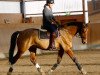 dressage horse Giorgio 97 (Hanoverian, 2005, from Graf Grannus)