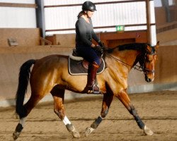 dressage horse Giorgio 97 (Hannoveraner, 2005, from Graf Grannus)