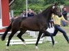 broodmare Frisby M (Hanoverian, 2011, from Fürst Nymphenburg)