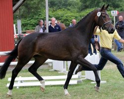 broodmare Frisby M (Hanoverian, 2011, from Fürst Nymphenburg)