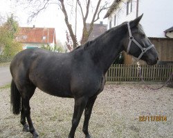 horse Rubina (German Warmblood, 2010)