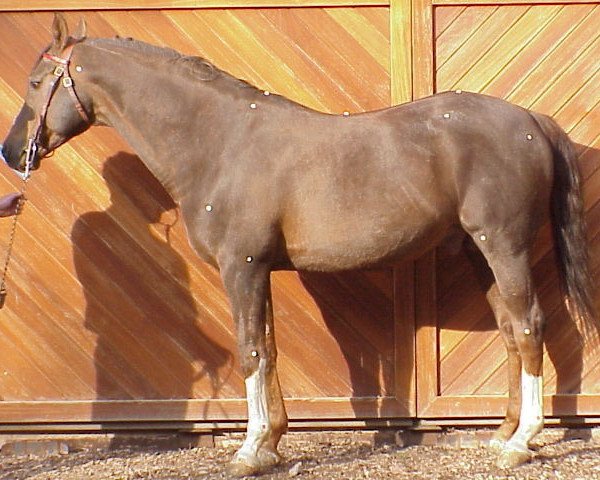 Pferd Bosphore xx (Englisches Vollblut, 1929, von Colorado xx)