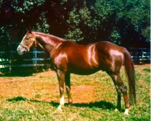 stallion Fort Napoleon xx (Thoroughbred, 1947, from Tourbillon xx)