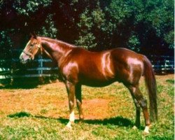 stallion Fort Napoleon xx (Thoroughbred, 1947, from Tourbillon xx)