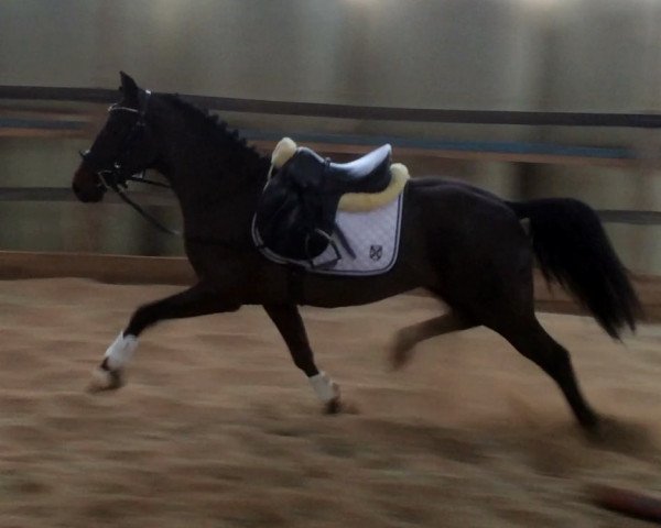 dressage horse Napoleon (German Riding Pony, 2012, from Nemax)