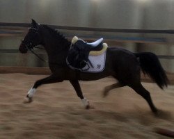 dressage horse Napoleon (German Riding Pony, 2012, from Nemax)