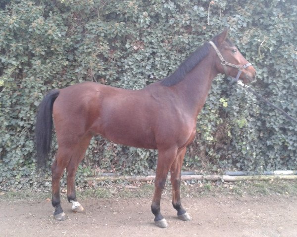 Pferd Eton (Polnisches Warmblut, 2009)