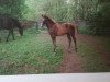 broodmare Shantal (Holsteiner, 1993, from Sacramento Son)