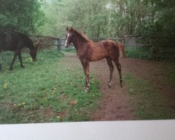 broodmare Shantal (Holsteiner, 1993, from Sacramento Son)