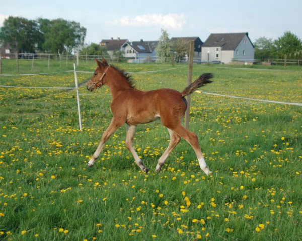 Zuchtstute Cordyna B (Deutsches Reitpferd, 2013, von Captain Jack 44)