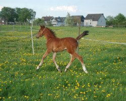 Zuchtstute Cordyna B (Deutsches Reitpferd, 2013, von Captain Jack 44)