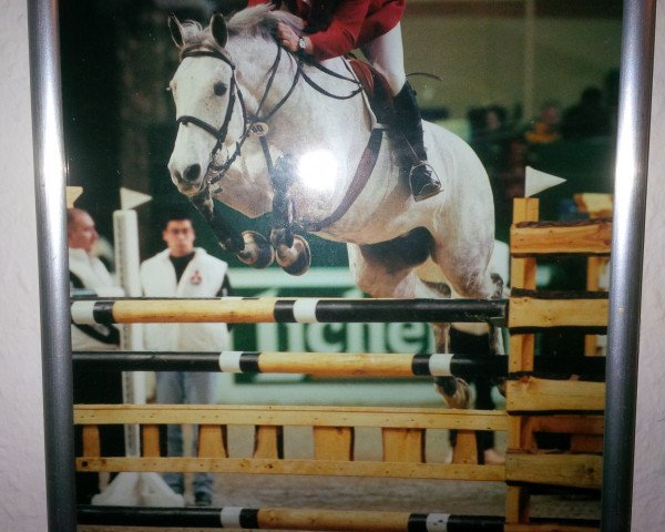 broodmare Chanel (Holsteiner, 1988, from Fernando I)