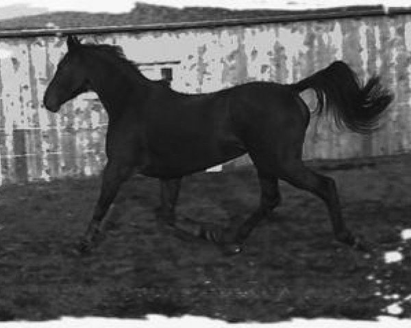 broodmare Cilly (German Warmblood, 1998, from Santos)
