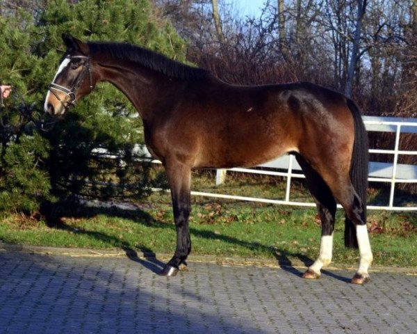 jumper Edition (Hanoverian, 2011, from For Edition)