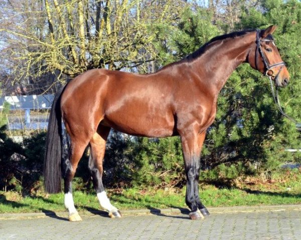 horse Florence (Hanoverian, 2008, from Florencio I)