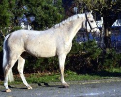 dressage horse Grammemühle (German Riding Pony, 2009, from Grammemühle's Golden Avalon)