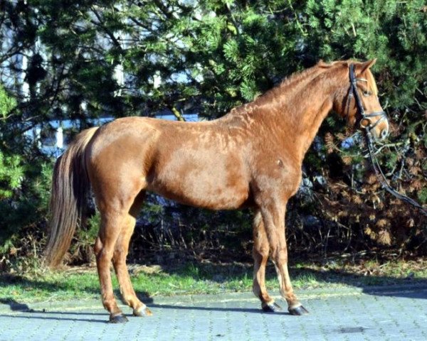 Dressurpferd Heidelberg (Deutsches Reitpony, 2009, von Heidbergs Nancho Nova)