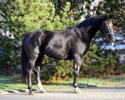 broodmare Stute von Don Frederico (Hanoverian, 2006, from Don Frederico)