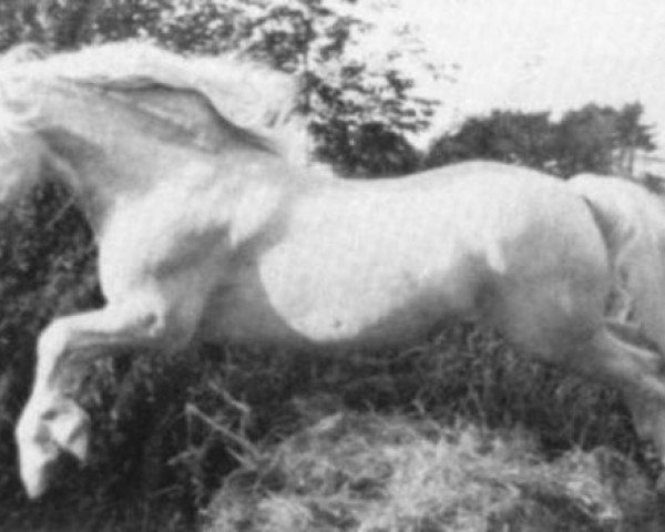 stallion Llanarth Cerdin (Welsh-Cob (Sek. C), 1959, from Llanarth Marvel)