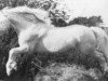 stallion Llanarth Cerdin (Welsh-Cob (Sek. C), 1959, from Llanarth Marvel)