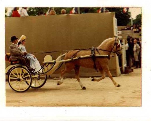 stallion La Bree Eros (Welsh-Cob (Sek. C), 1970, from Llanarth Cerdin)