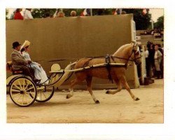 stallion La Bree Eros (Welsh-Cob (Sek. C), 1970, from Llanarth Cerdin)