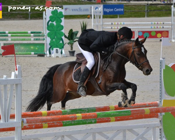 stallion Actif d'Argent (French Pony, 2010, from L.B. Outsider)