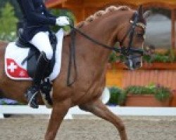 dressage horse Tiesto (Welsh, 2006, from Bodo)