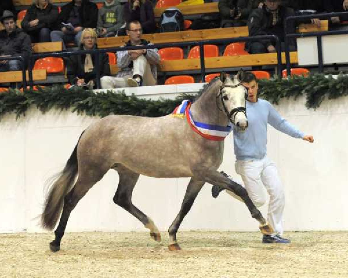 dressage horse Comme Ci Comme Ca 6 (German Riding Pony, 2008, from FS Champion de Luxe)