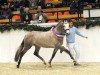 jumper Comme Ci Comme Ca 6 (German Riding Pony, 2008, from FS Champion de Luxe)