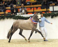 Springpferd Comme Ci Comme Ca 6 (Deutsches Reitpony, 2008, von FS Champion de Luxe)