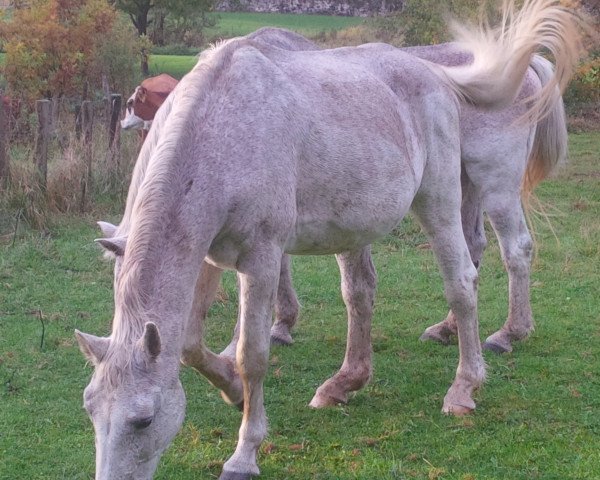 broodmare Wadela (Holsteiner, 1984, from Capitol I)