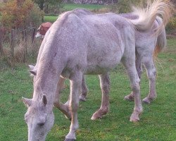 Zuchtstute Wadela (Holsteiner, 1984, von Capitol I)