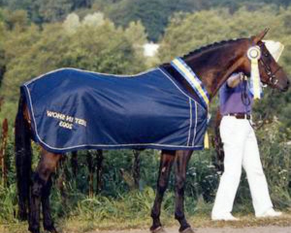 broodmare Mahrdorf Melody (Swedish Riding Pony, 1998, from Dino B)