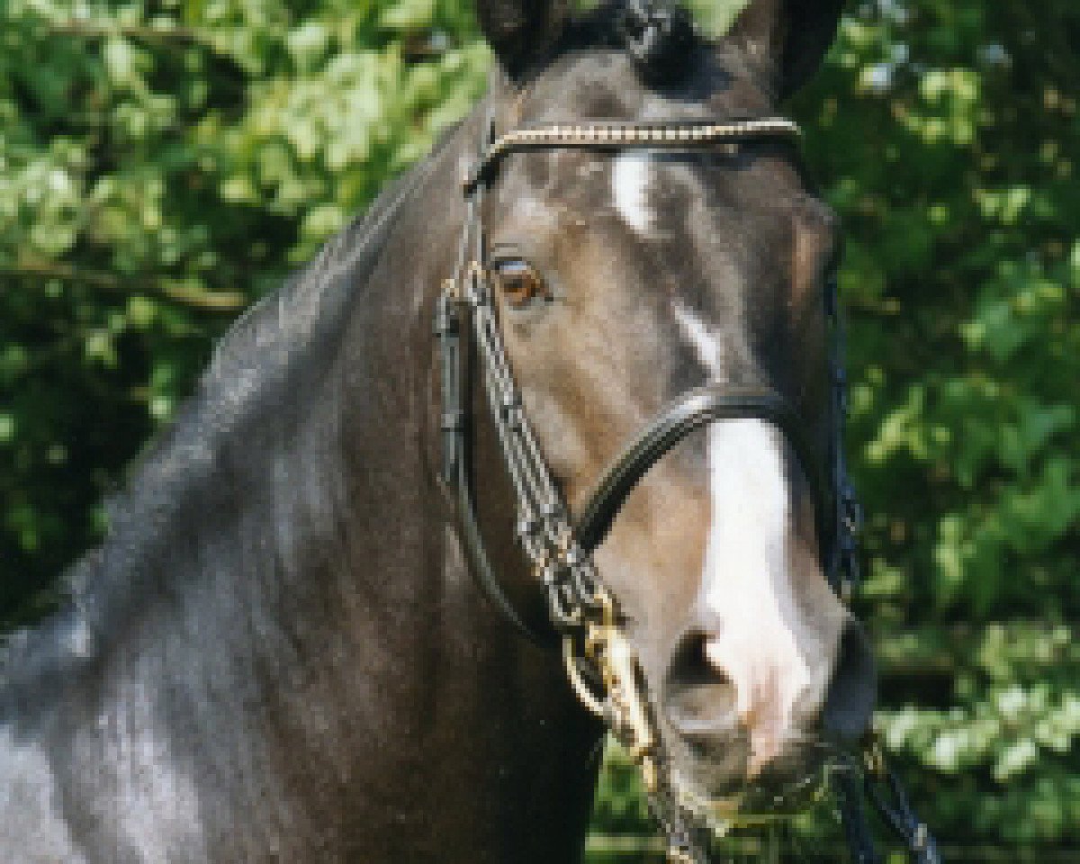 horse Dexter (German Riding Pony, 1987, from Donauwind)