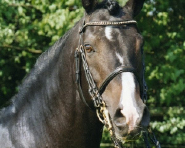 dressage horse Dexter (German Riding Pony, 1987, from Donauwind)