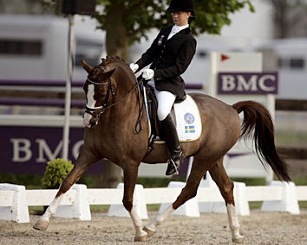 stallion Dunhill S (German Riding Pony, 1993, from Dexter)